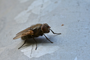 Gemeine Stubenfliege (Musca domestica)